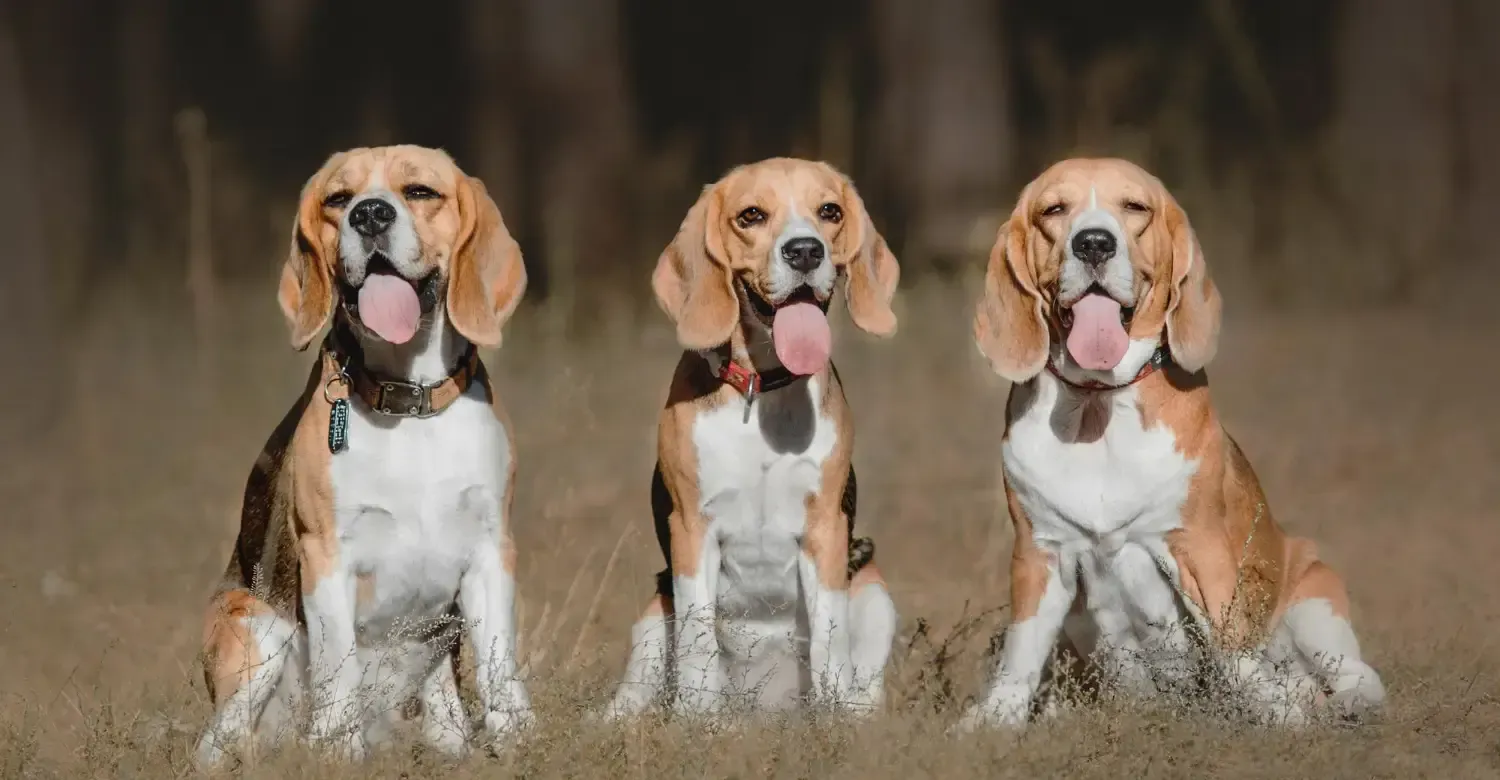 Best Hound Dog Breeds – Most Popular Hounds Worldwide